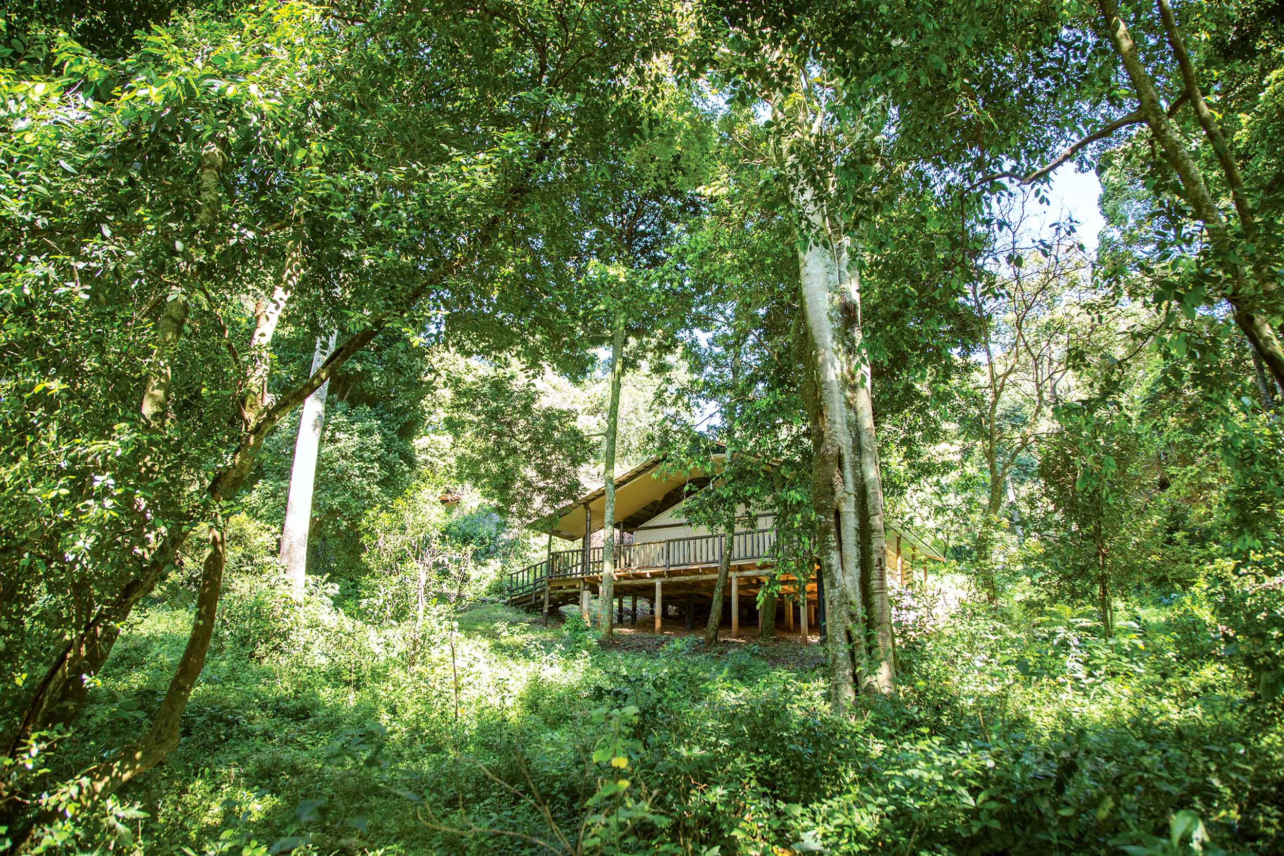 Tent suite in forest