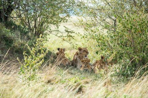 Lions in the shade