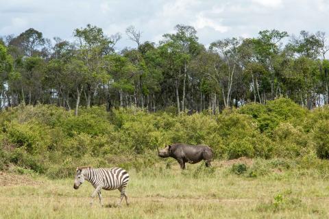 ON SAFARI