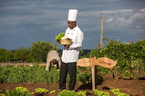 FRESH INGREDIENTS PICKED DAILY