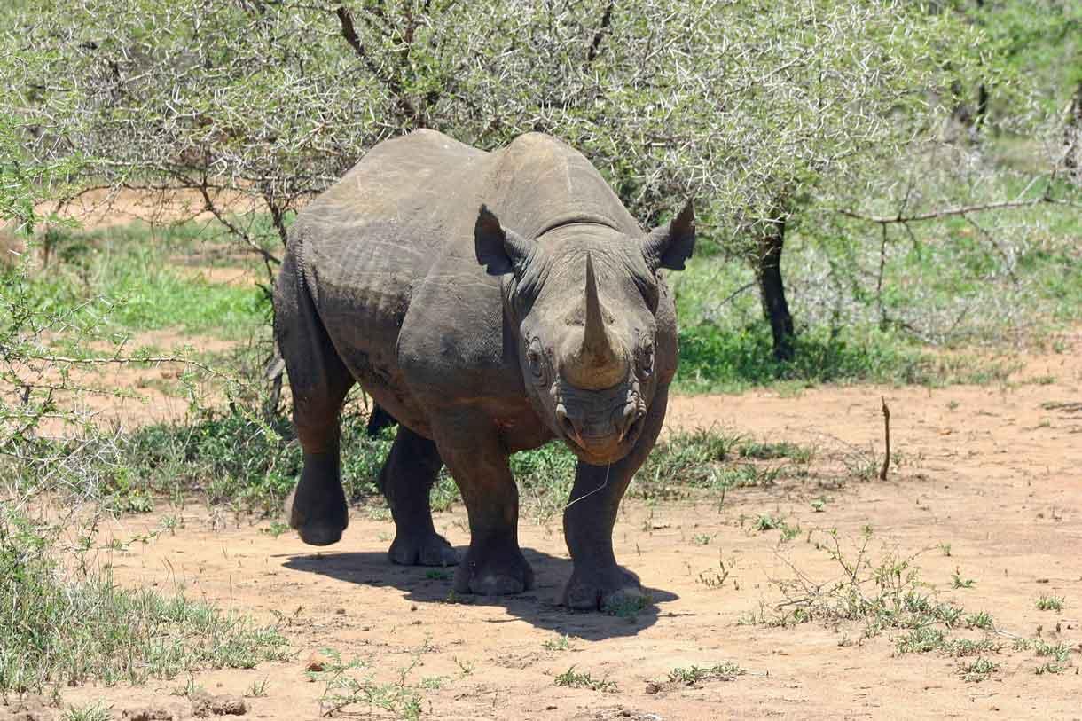 black rhino