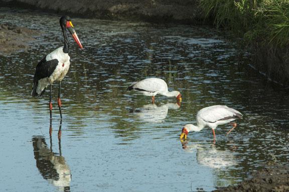 Birds