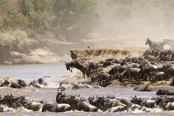 Wilderbeast migration