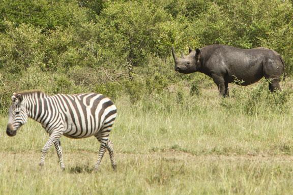 Zebra and Rhino