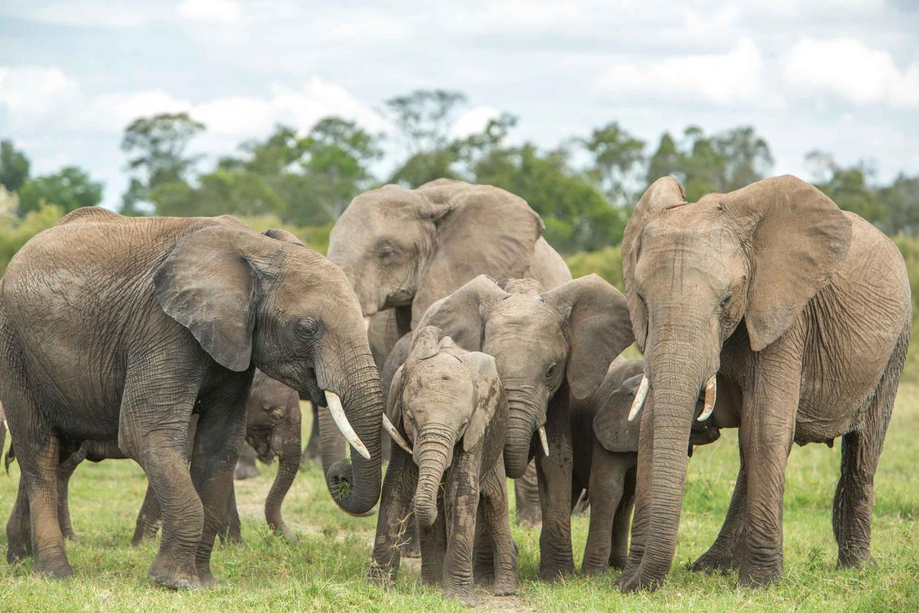 elephants